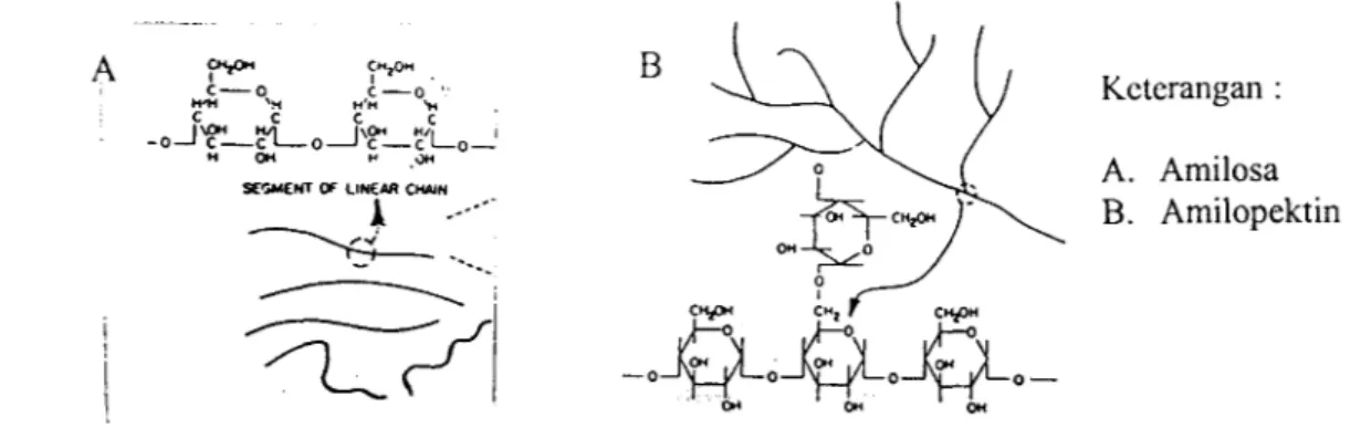 Gambar  6.  Ilustrasi struktur amilopektin dan struktur amilosa (Wurzburg,  1989) 
