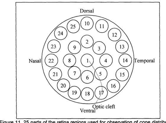 Figure  11. 25  parts of the retina regions used for observation of cone distribution  pattern 