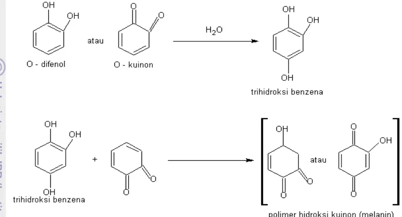 Gambar 3. Reaksi Pembentukan Melanin dari O-Kuinon atau O-Difenol 