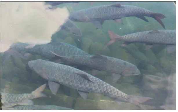 Gambar 2.1 Ikan Dewa/ Kancra Bodas 