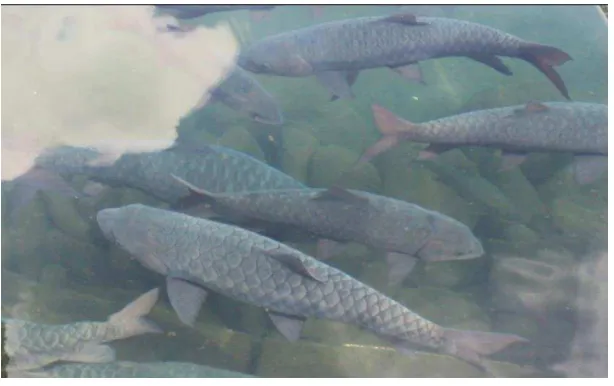 Gambar 2.1 Ikan Dewa/ Kancra Bodas 