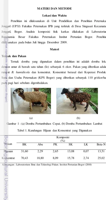 Gambar 1 : (a) Domba Pertumbuhan Cepat, (b) Domba Pertumbuhan Lambat 