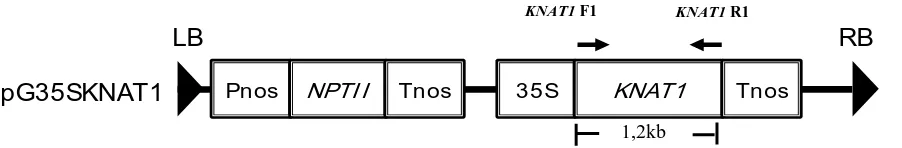Gambar 1. Struktur T-DNA pada pG35S :: KNAT1. Gen BP/KNAT1 (1,2kb) dibawah kontrol promoter 35S dari cauli flower mosaic virus(CaMV)