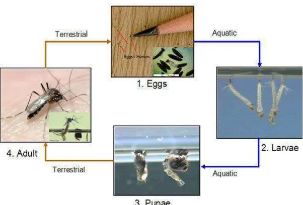 Gambar 1. Siklus Hidup Nyamuk Aedes aegypti (CDC, 2012) 