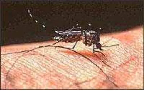 Gambar 7. Nyamuk Aedes aegypti (WHO, 2012). 