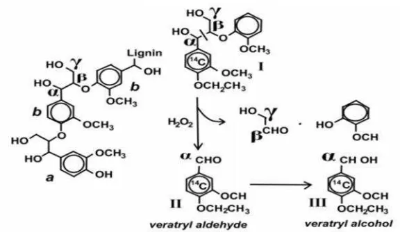 Gambar 4.  Reaksi Peruraian Lignin oleh H2O2