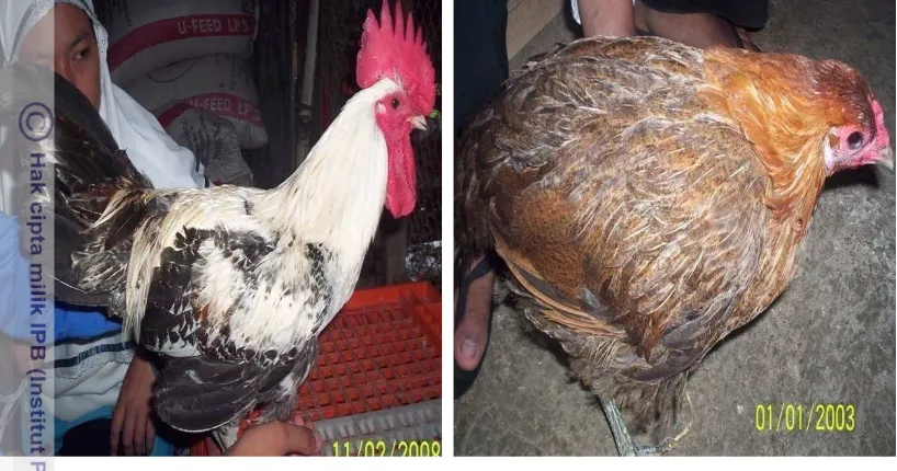 Gambar 1. Ayam Arab Jantan dan Betina 