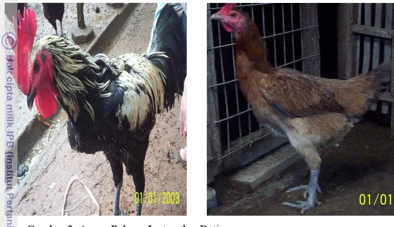 Gambar 2. Ayam Pelung Jantan dan Betina 