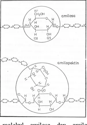 Gambar 5. Skema molekul amilosa dan amilopektin pada proses 