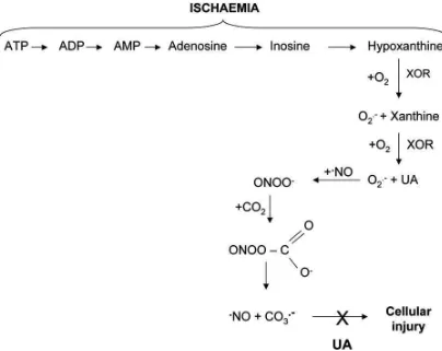 Gambar 2.3 Peran xanthine oxidoreductase (XOR) pada iskemia-reperfusi dan efek proteksi asam urat terhadap radikal bebas (CO3.- dan NO2.) yang merupakan reaksi dari peroksinitrit (ONOO-) dengan karbon dioksida (CO2)  (Glantzounis et al., 2005) 