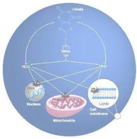 Gambar 2.4 Mekanisme selular neuroprotektif oleh urat. 