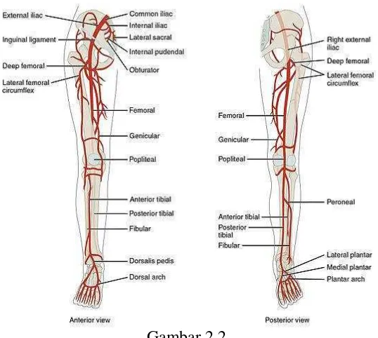 Gambar 2.2  Anatomi pembuluh darah pada kaki (Robert, et al. 2008). 