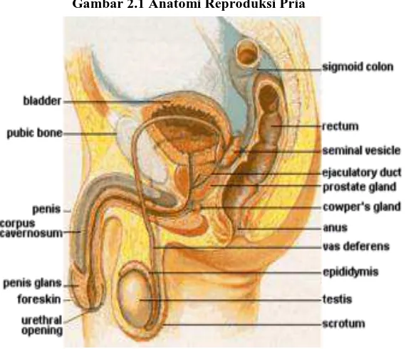 Gambar 2.1 Anatomi Reproduksi Pria 
