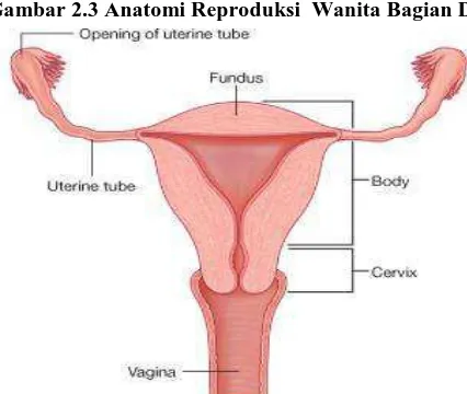 Gambar 2.3 Anatomi Reproduksi  Wanita Bagian Dalam 