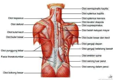 Gambar 6.Otot Punggung (Syaifuddin, 1997:42)Otot punggung dibagi menjadi tiga bagian yaitu:
