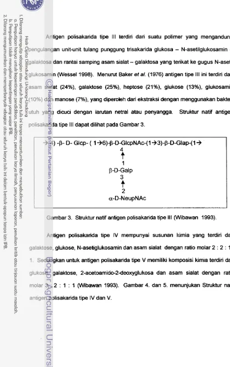Gambar 3. Struktur natif antigen polisakarida tipe Ill (Wibawan 1993). 