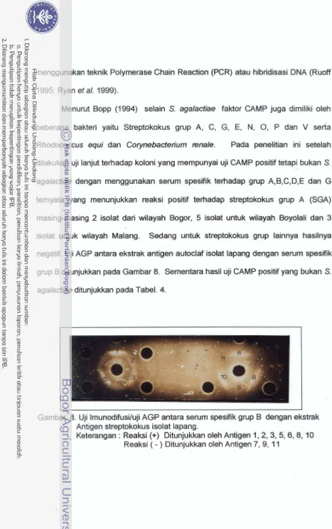 Gambar 8. Uji lmunodiisiluji AGP antam serum spesifik gnrp B dengan eksbak 