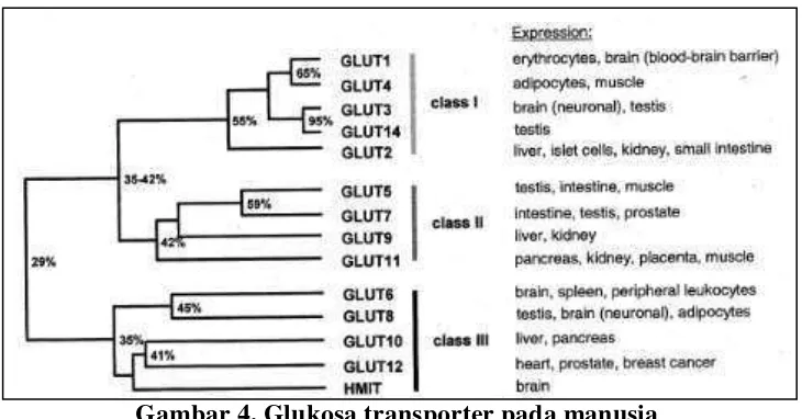 Gambar 4. Glukosa transporter pada manusia 