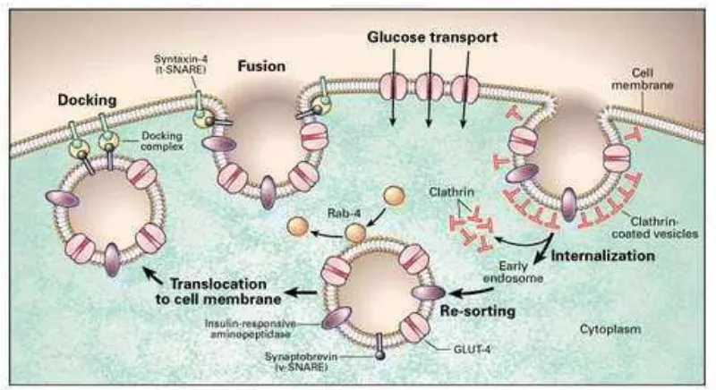Gambar 5. Mekanisme Translokasi GLUT-4 di sel otot dan adipose Sumber : (Shepherd & Kahn, 1999) 
