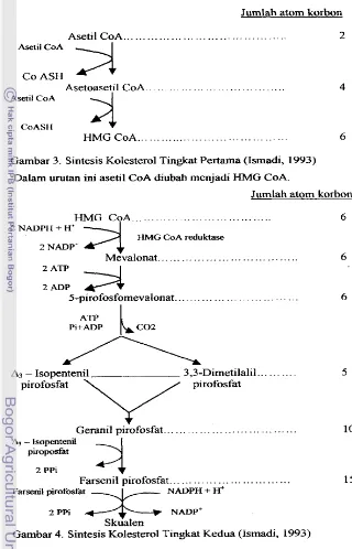 Gambar 3. Sintesis Kolesterol Tingkat Pertama (Ismadi, 1993) 