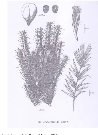 Gambar Salacca edulis Reinw (Mogea, 1982) 