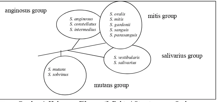 Gambar 4. Hubungan Filogenetik Bakteri Streptococcus Oral  