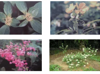 Gambar 12. Beneficial Plants. (a) Euphorbia heterophylla, (b) Cassia cobanensis, (c) Antigonon leptopus, (d) Turnera subulata 