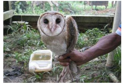 Gambar 13.Burung Hantu ( Tyto alba) 