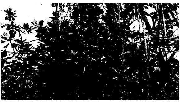 Gambar 1. Propagul Rh. mucronata di pohon induk 
