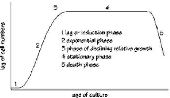 Gambar 3. Pola pertumbuhan mikroalga (Laven dan Sorgeloos, 1996) 