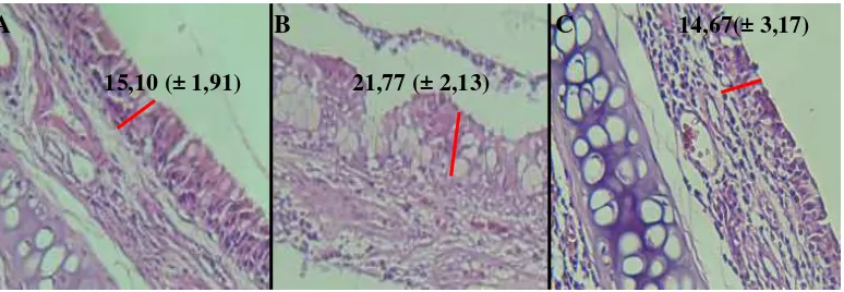 Gambar 9. Perbandingan ketebalan epitel mukosa respiratorius yang melapisi septum 