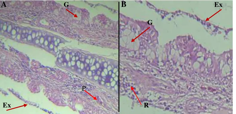 Gambar 7. Histologi mukosa respiratorius nasal Rattus norvegicus  kelompok paparan pengharum  ruangan cair 