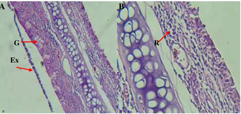 Gambar 8. Histologi mukosa respiratorius nasal Rattus norvegicus kelompok paparan pengharum gel