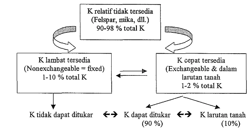 Gambar 2. Proporsi Relatif K dalam Tanah (Brady, 1985) 