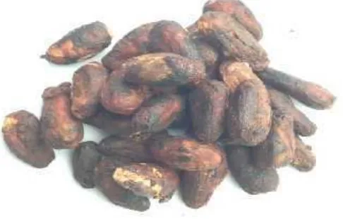 Gambar 1. Biji kakao