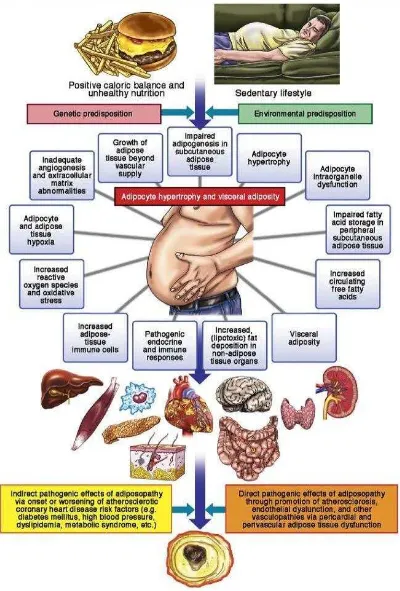 Gambar 2.1 Adiposapathy: hubungan patogenik jaringan adiposa, dislipidemia, dan penyakit kardiovaskular (Bays et al., 2013) 