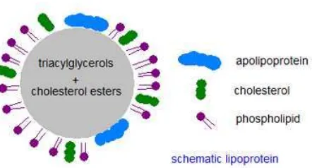 Gambar 2.5 Partikel Lipoprotein (Fauzi, 2012) 