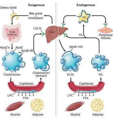 Gambar 2.8 Jalur Metabolisme Lipoprotein Eksogen dan Endogen (Harrison’s Principles of Internal Medicine, 2011) 