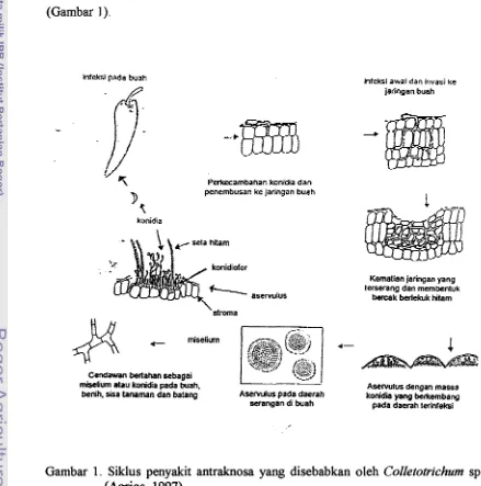Gambar 1. Siklus penyakit antraknosa yang disebabkan oleh CoZletotrichum sp. 