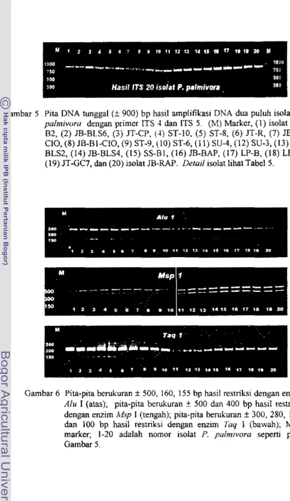 Gambar  5  Pita  DNA  tunggal  (f  900) bp hasil  amplifikasi DNA dua puluh  isolat  P