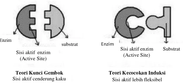 Gambar 4. Teori kunci gembok dan teori induksi (Shahib, 2005).