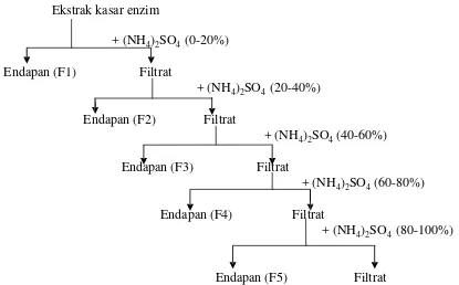 Gambar 8.Ekstrak kasar enzim