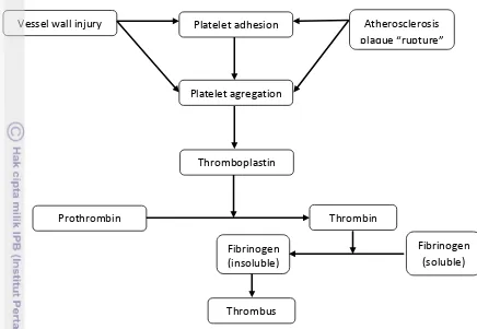 Gambar 3 Mekanisme pembentukan thrombus 