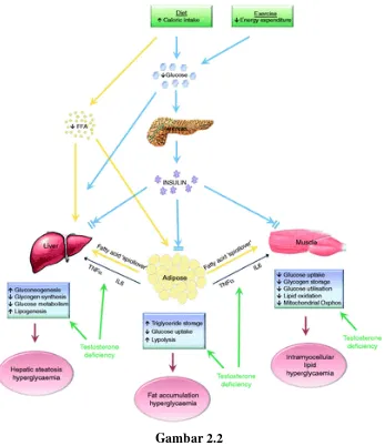 Gambar 2.2 Hubungan obesitas dengan resistensi insulin (Kelly dan Jones, 2013) 
