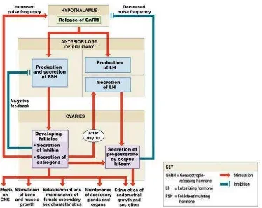 Gambar 2.2. Pengaturan Aktivitas Hormon Ovarium (Martini et al., 2006b) 