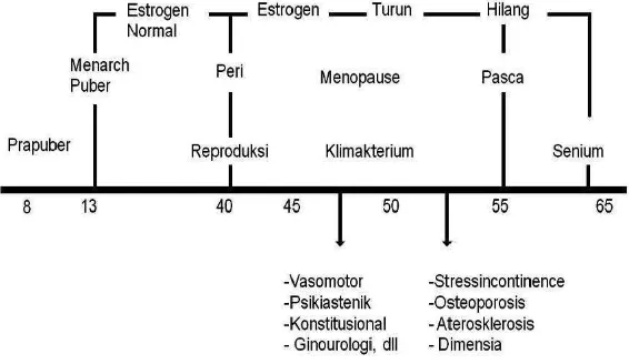 Gambar 2.4. Kadar Estrogen pada Masa Kehidupan Wanita (Rachman,2009) 
