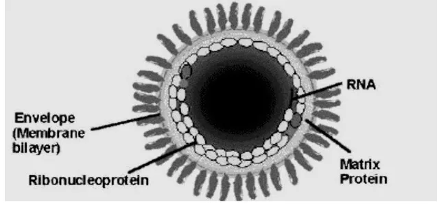 Gambar 2  Potongan melintang struktur virus rabies. 
