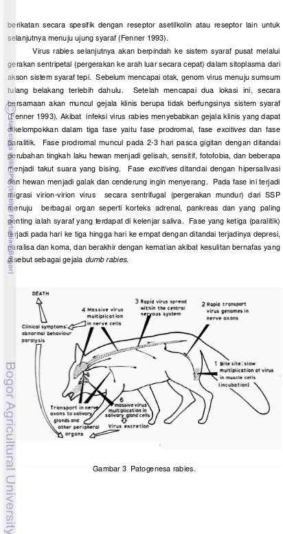 Gambar 3  Patogenesa rabies. 