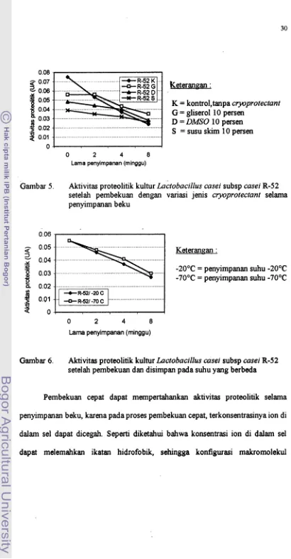 Gambar 6. Aktivitas proteolitik kultur Lactobacillus casei subsp casei R-52 
