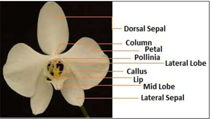 Gambar 2. Struktur Bunga Phalaenopsis amabilis